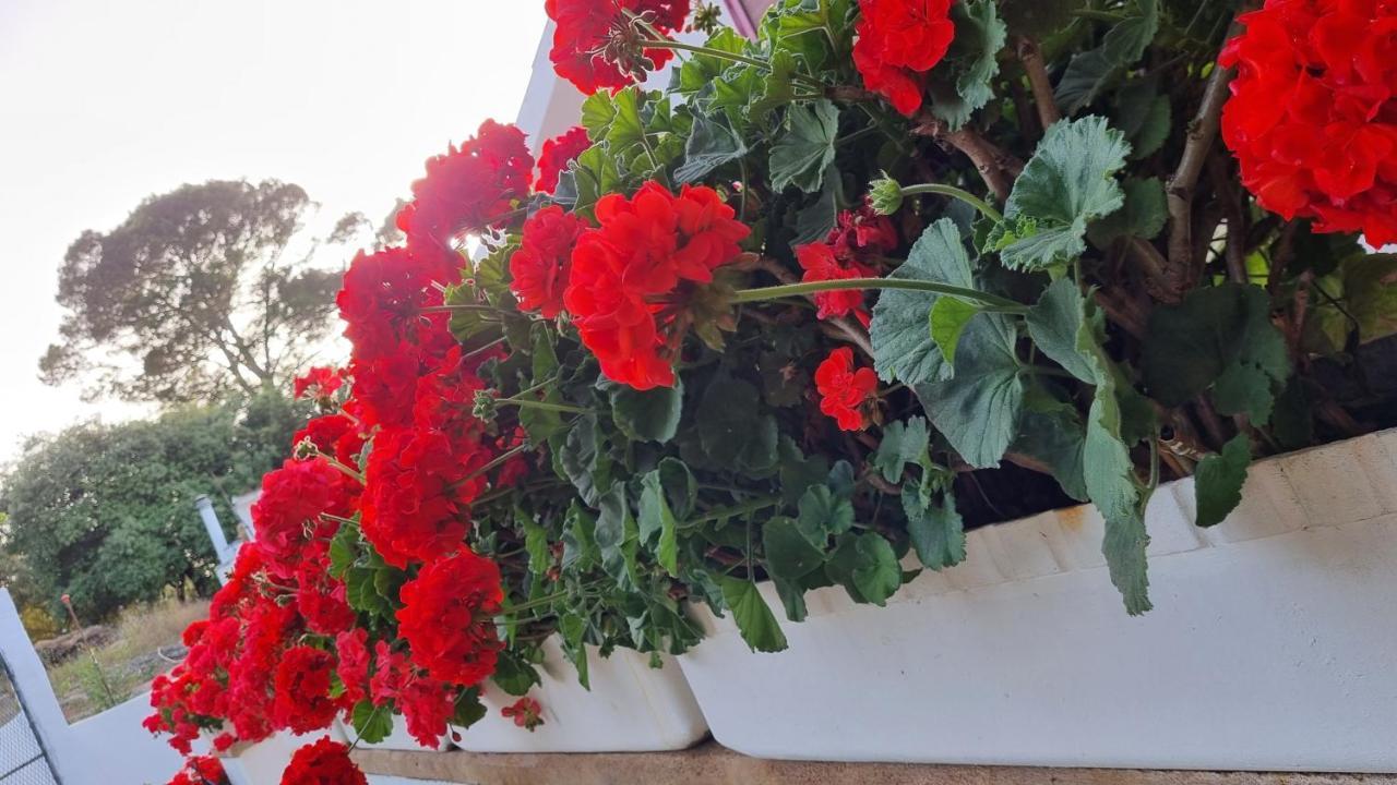 Finca Sa Cova De Mallorca Sencelles Exterior foto