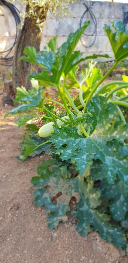 Finca Sa Cova De Mallorca Sencelles Exterior foto