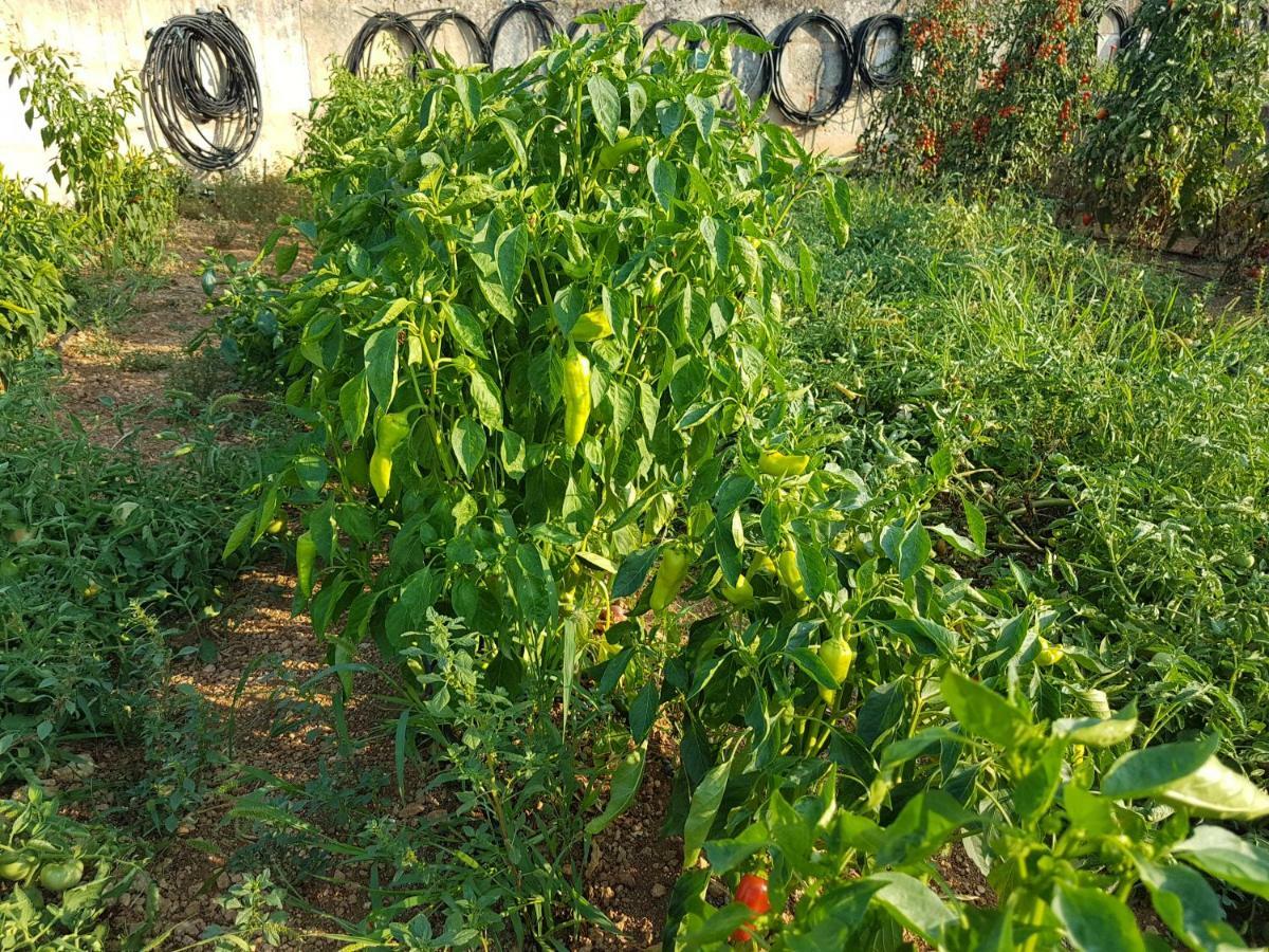 Finca Sa Cova De Mallorca Sencelles Exterior foto